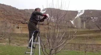 Şemdinli'de Ağaç Budama Dönemi