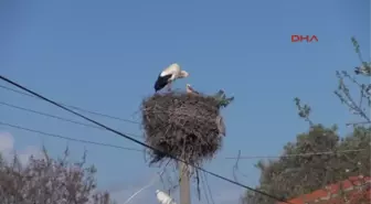 Bodrum Leylekler Erken Geldi