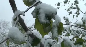 Kar yağışının fındığa etkisi -