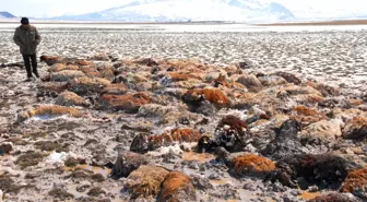 Ağrı'da 900 Koyun Telef Oldu