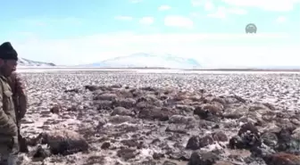 Kar Yağışı ve Tipi Dolayısıyla 900 Koyun Telef Oldu