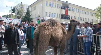 Ceylanpınar'da Belediye Başkanı, Deve Kesilerek Karşılandı