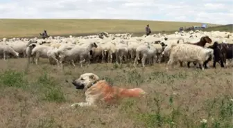 Ankara'nın Sürüleri Sertifikalı Çobanlara Emanet