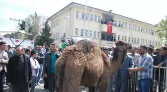 Ceylanpınar'da Belediye Başkanı, Deve Kesilerek Karşılandı