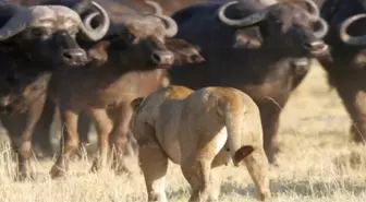 Yavru Buffaloyu Öldüren Aslanlara Sürü Saldırdı