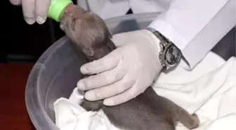 Yavru Ayı 'Şanslı', Bir Ay Sonra Doğal Ortamına Kavuşacak
