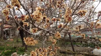 Taşova'da Zirai Don Meyve Ağaçlarına Zarar Verdi