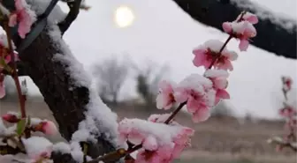 Malatyalı Kayısı Üreticisi Perişan