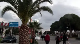 Aydın'da Palmiye Ölümleri Devam Ediyor