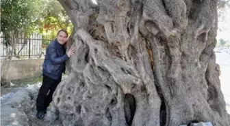 Bin Yıllık Ağaçlar Büyüleyecek