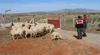 Kayıp Koyunları Jandarma Bulup Sahibine Teslim Etti