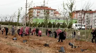 Kmü'de Bin 850 Fidan Toprakla Buluşturuldu