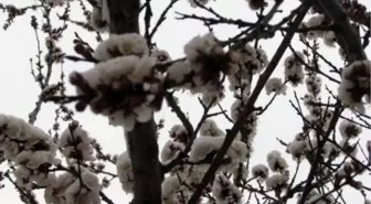 Soğuk Hava, Meyve Ağaçlarını Olumsuz Etkiledi