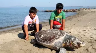 Ayvalık'ta sahile ölü caretta caretta vurdu -