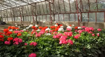 Çubuk'ta Hedef, Yılda 10 Milyon Adet Çiçek Üretimi