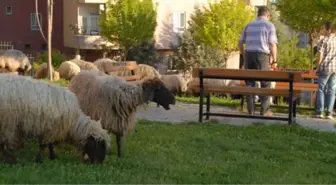 'Koyunlarımızı Otlatacak Mera Bulamıyoruz'
