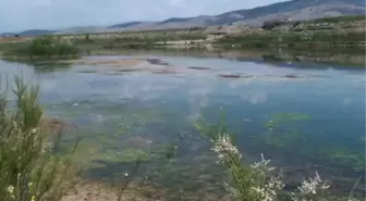 Aksu Nehri'nde yaşanan toplu balık ölümleri -