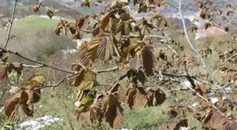 Fındıkta Don Olayı