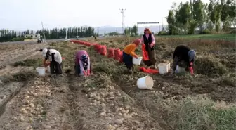 Nevşehir'de Yazlık Patates Ekimi Sürüyor