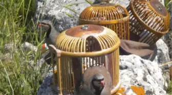 Kınalı Keklik Avlarken Suçüstü Yakalandılar