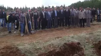 Ormanlar Hayat Bulsun Projesi ile Bin Çam Fidanı Dikildi