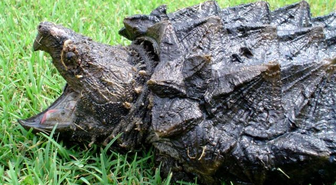 Timsah Avcısı Kaplumbağa 'Allıgator Snappıng' 23 Nisan'da Turkuazoo'da