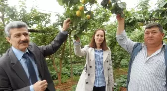 Erdemli'de Örtü Altı Kayısı Hasadı Başladı