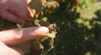 Fındıkta Yaşanan Don Afeti