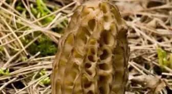 Kilogramı 70 Liraya Mantar