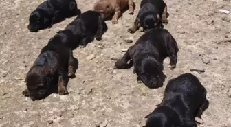 Sahipsiz Yavrular Ölümle Yüz Yüze