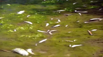 Turgutlu'da Balık Ölümleri