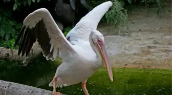 Her Şey 15 Yıl Önce Yaralı Pelikanı Beslemesiyle Başladı
