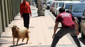 Adaklık Koyun Kaçtı, Kebapçı Yakaladı