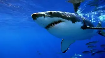 Mersin'de 2,5 Metrelik Köpek Balığı Yakalandı