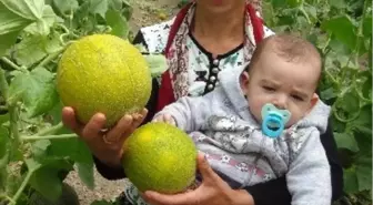 Türkiye'nin İlk Kavun Hasadı Silifke'de Başladı