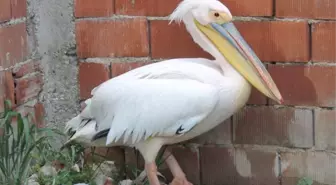 Ilgın'da Bulunan Pelikan Orman İşletme Şefliği'ne Verildi