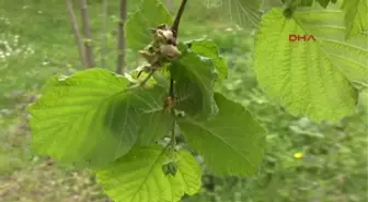 Fındıkta Endişeli Bekleyiş Sürüyor