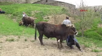 Bahçesaray'da Kara Sabanlı Tarım