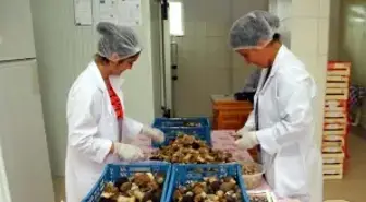 Kuzugöbeği Mantarı' Avrupa Sofralarını Süslüyor