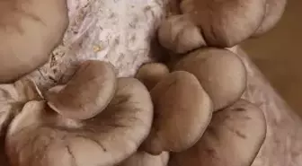 Mantar Toplarken Sis Çöken Dağda Kayboldu