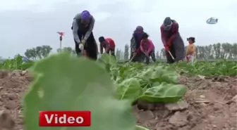 Yaz Geldi, Tarım İşçilerinin Aile Boyu Tarla Mesaisi Başladı