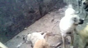 Hekimhan'da Köpeklerin Ölüme Terk Edildiği İddiası