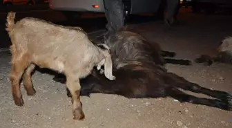 Otomobil Küçükbaş Hayvan Sürüsüne Çarptı