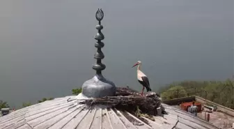 Bursa'da Leyleklerin Ölmemesi İçin Özel Önlem