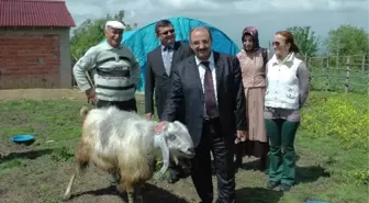 Zonguldak'ta Halep Keçisi Yetiştiriciliği İlgi Odağı Oluyor