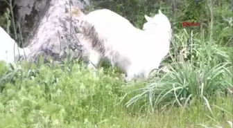 Engelli Keçi Doğurdu