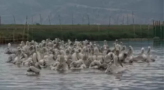 Tepeli Pelikanlar Halkalandı