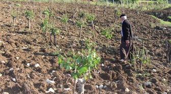 Şırnak'ta Ekinleri Dolu Vurdu