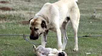 Kangal Köpeği Uzmanından 'Kırma' Uyarısı