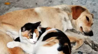 Sokak Hayvanlarına Otel Konforunda Bakım Hizmeti Verilecek